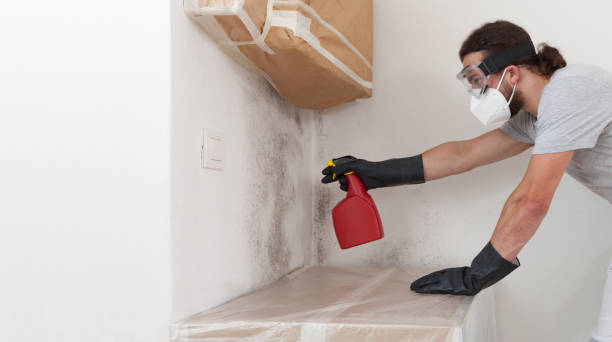 Basement Mold Remediation treatment on basement walls in West Newton